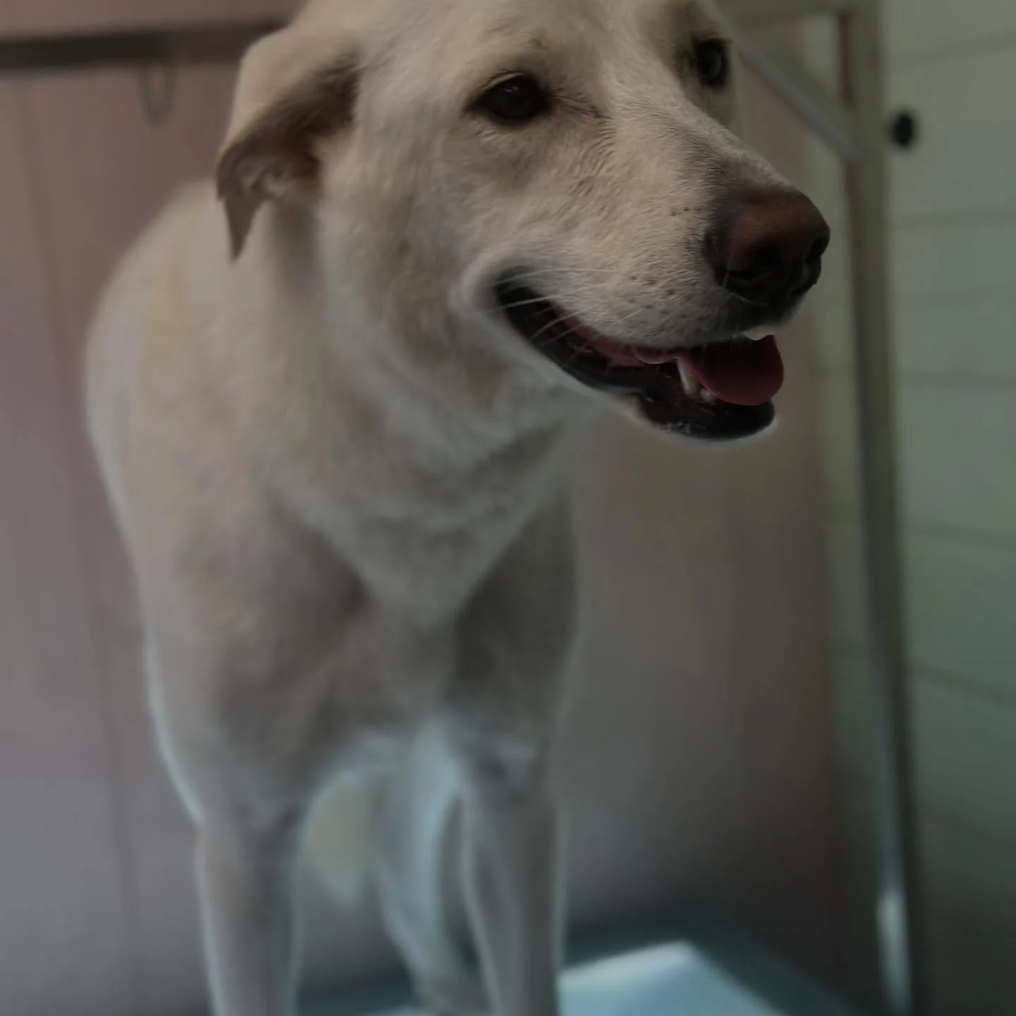 Cream retriever cross with a happy open-mouthed smile
