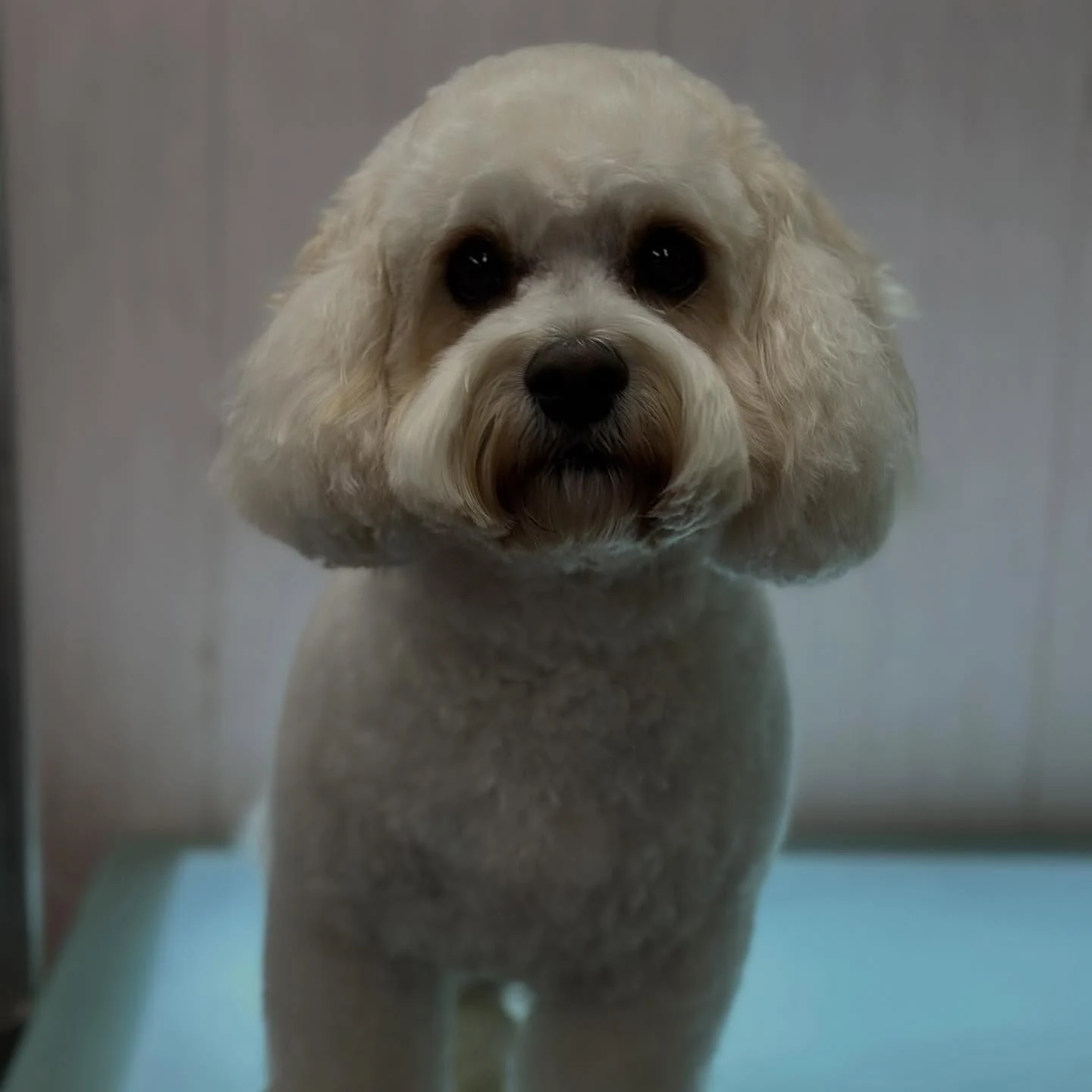 White cockapoo with a rounded teddy-bear face, freshly groomed