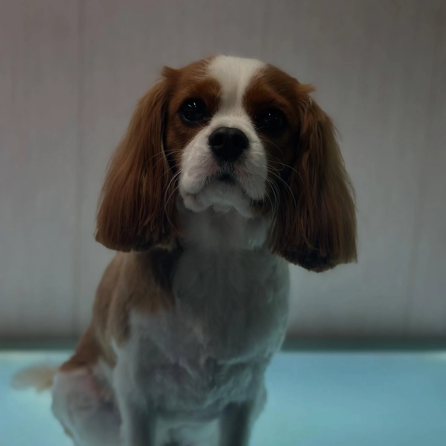 Red and white cavalier looking up at the camera after a groom