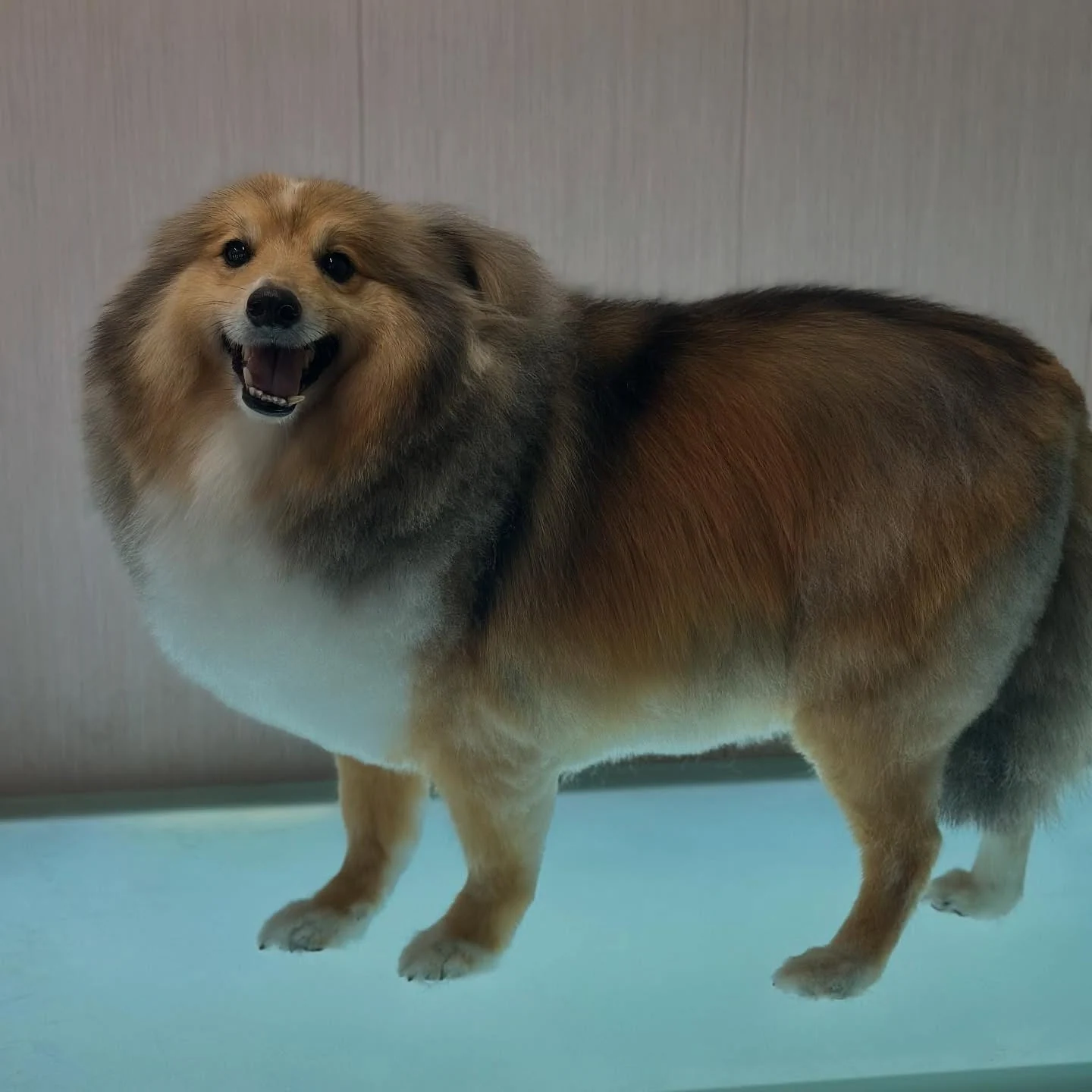 Fluffy sable Pomeranian cross smiling on the grooming table
