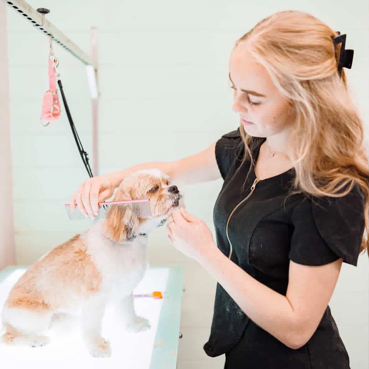 Groomer combing a little cream and white dog’s ears on the lit grooming table